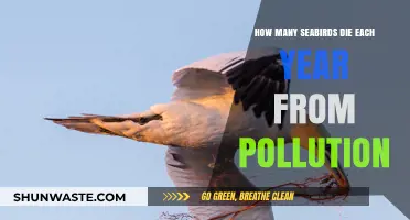 Pollution's Deadly Toll on Seabirds