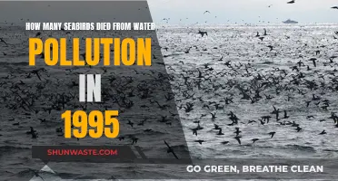 The Devastating Impact: Seabirds' Plight in 1995