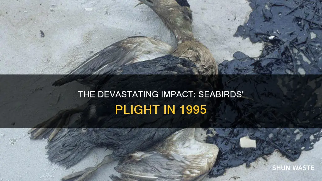 how many seabirds died from water pollution in 1995