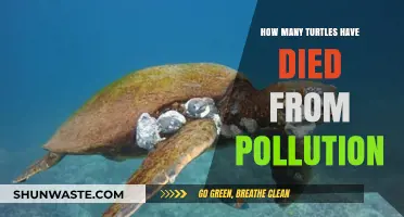 Pollution's Deadly Impact on Turtles