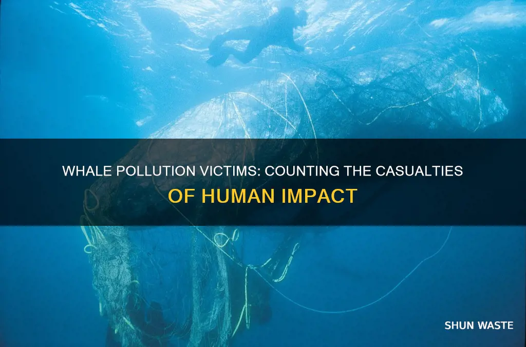 how many whales are affected by pollution