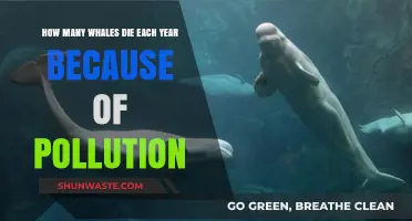 Whale Deaths: The Devastating Impact of Pollution