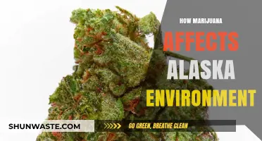 Marijuana's Impact on Alaska's Environment: Challenges and Conservation Efforts