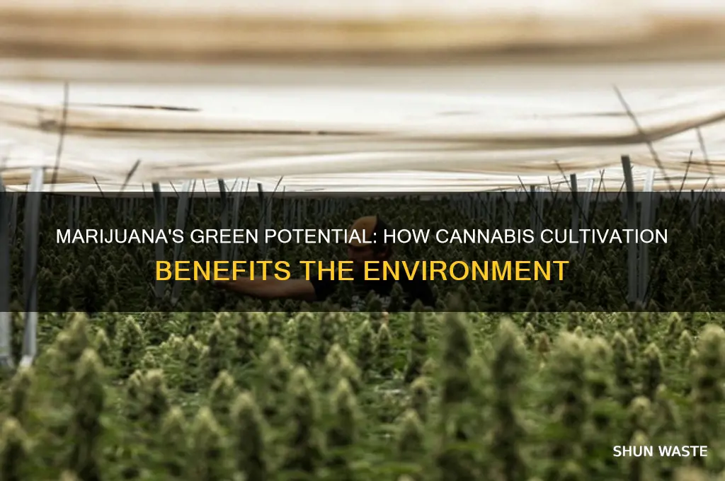 how marijuana could help the environment