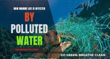 Marine Life: Surviving Polluted Waters