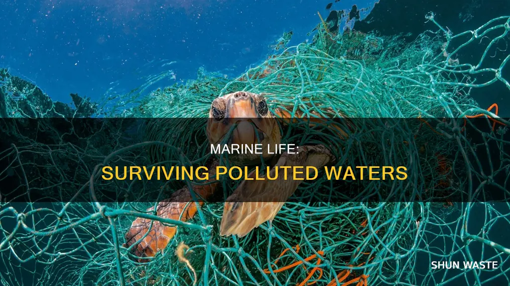 how marine life is affected by polluted water