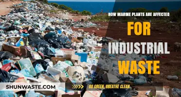 Industrial Waste's Devastating Impact on Marine Plant Life
