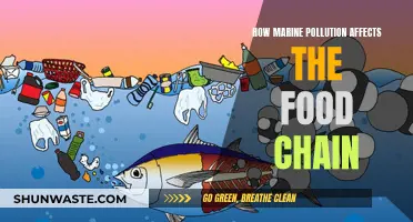 Marine Pollution's Impact on the Food Chain