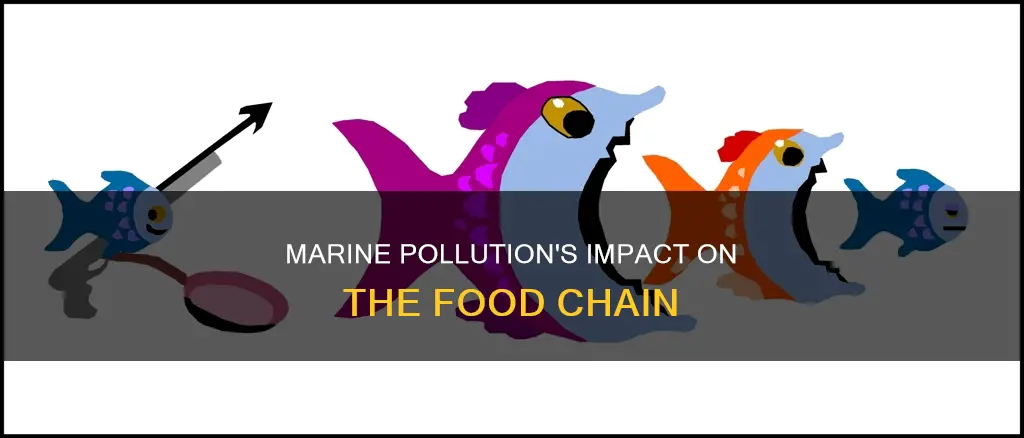 how marine pollution affects the food chain