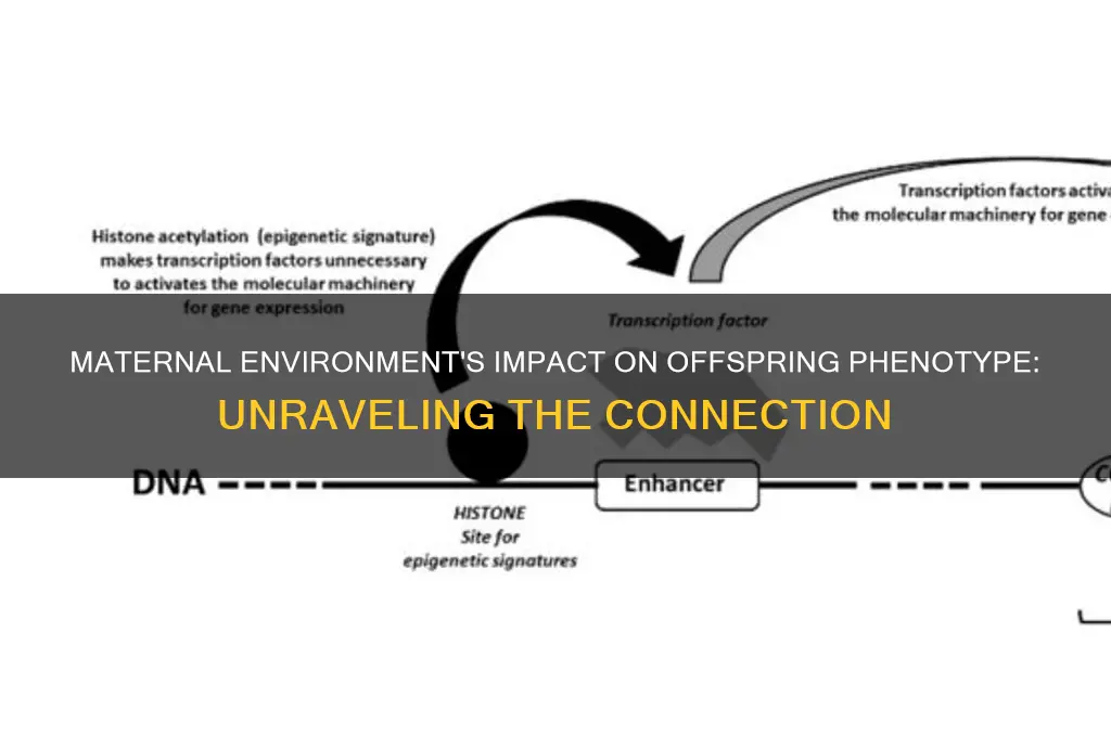 how maternal environment affects phenotype