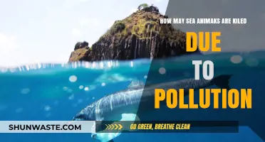 Pollution's Deadly Impact on Marine Life