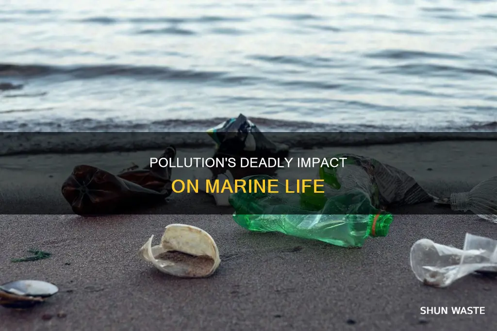 how may sea animaks are kiled due to pollution