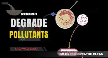 Microbes: The Ultimate Pollutant Degraders