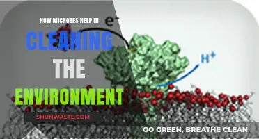 Microbial Magic: How Tiny Organisms Clean Our Environment Naturally
