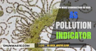 Cyanobacteria: Pollution's Canary in the Coal Mine?