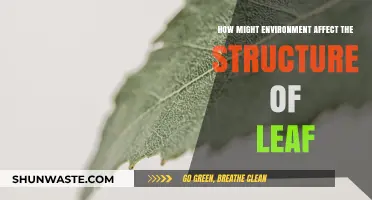 Environmental Factors Shaping Leaf Structure: Adaptations and Responses
