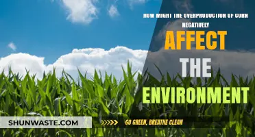Corn Overproduction: Environmental Impacts and Unsustainable Agricultural Practices