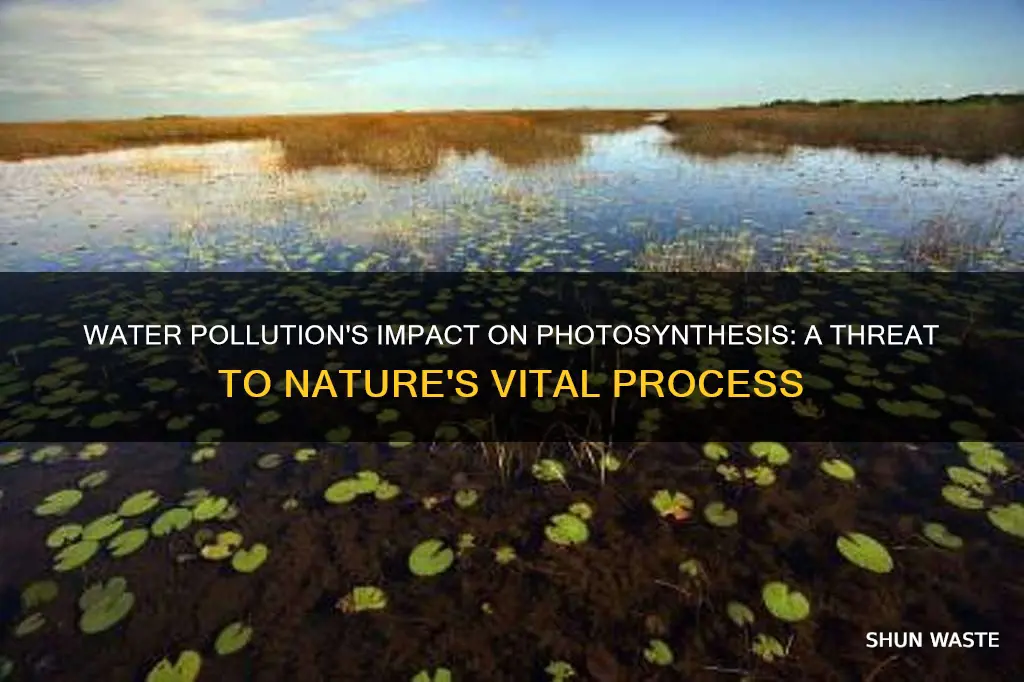 how might water pollution impact photosynthesis