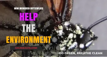 Monarch Butterflies: Vital Pollinators and Ecosystem Guardians for Our Planet