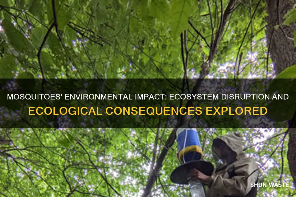 how mosquitos affect the environment