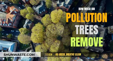 Trees: The Natural Air Purifiers' Power Revealed