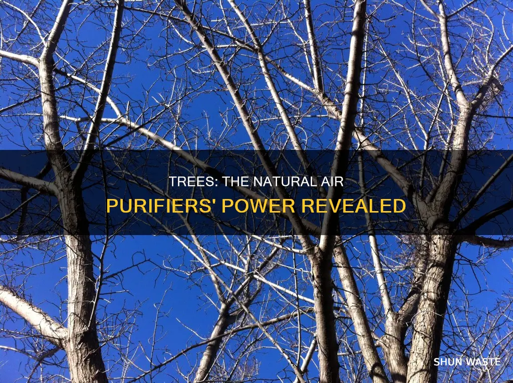 how much air pollution trees remove