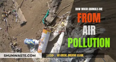 Air Pollution's Deadly Impact on Animals