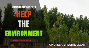 Team Trees' Environmental Impact: Assessing the Global Reforestation Effort's Success