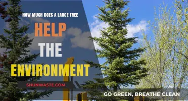 Large Trees: Environmental Benefits and Their Impact on Our Planet