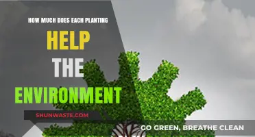 Planting's Impact: How Each Tree Contributes to a Greener Planet