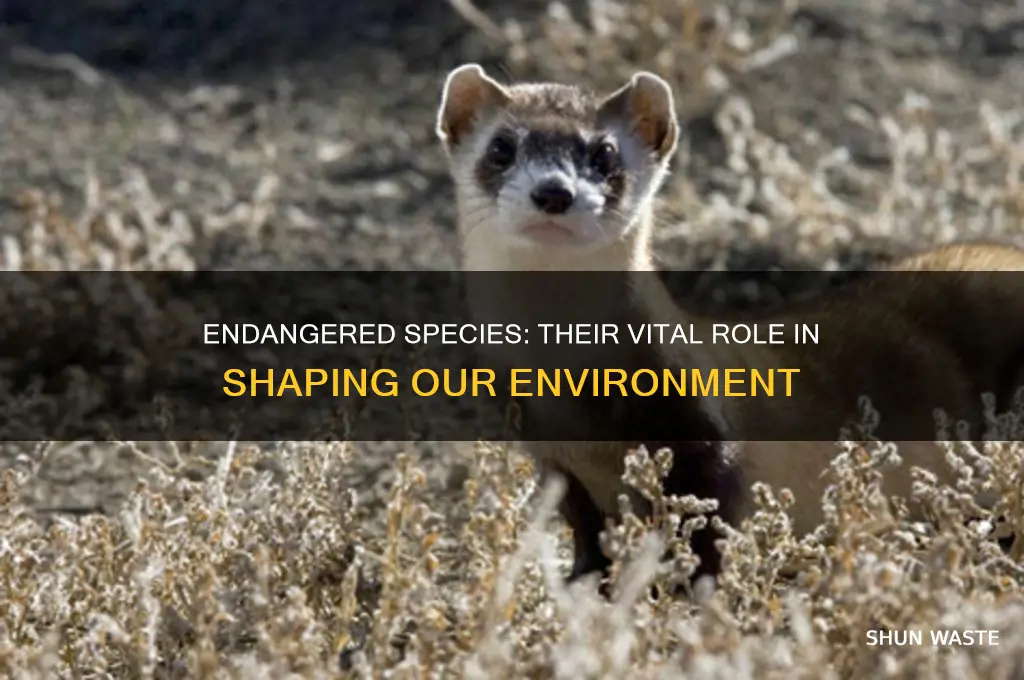 how much does endangers species impact environment