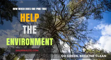 Pine Power: One Tree's Surprising Environmental Impact and Benefits