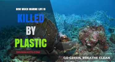 Plastic's Deadly Impact on Marine Life