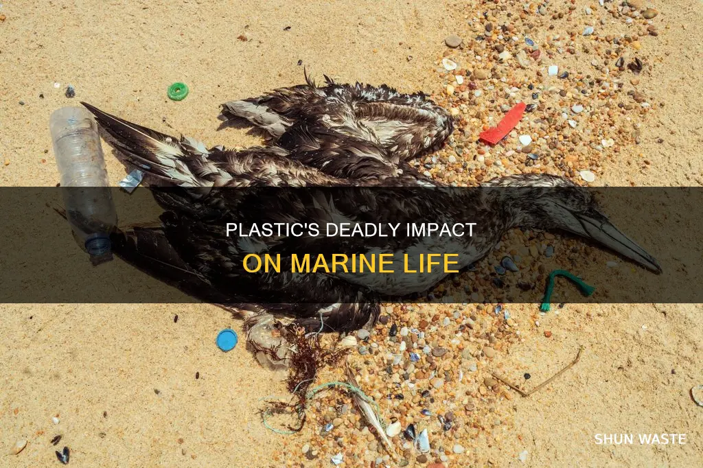 how much marine life is killed by plastic