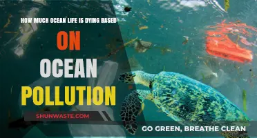 Ocean Pollution's Deadly Impact on Marine Life