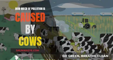 Cows: The Surprising Source of Environmental Pollution