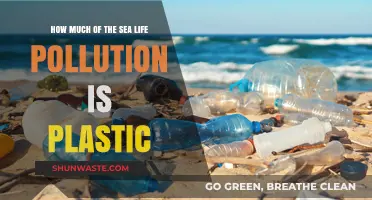 Plastic Pollution: Killing Our Sea Life