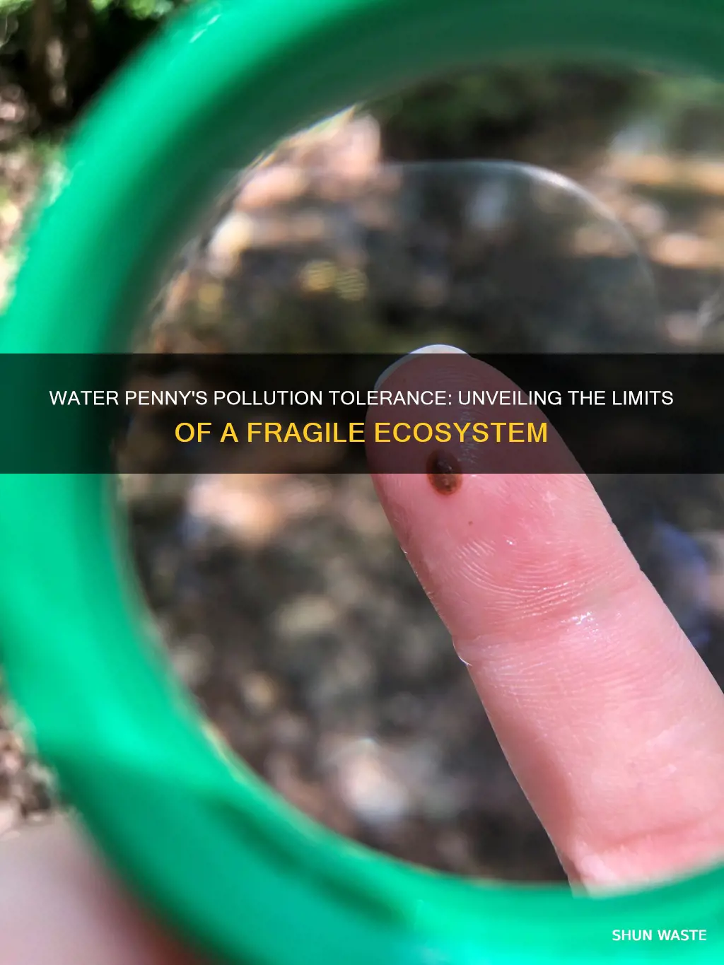 how much pollution can the water penny tolerate