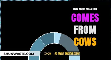 Cows and Pollution: A Harmful Relationship