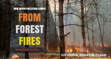 Forest Fires: Understanding the Pollution Impact