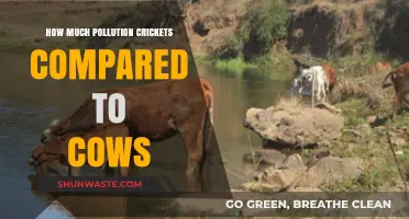 Crickets vs Cows: Pollution Impact Comparison