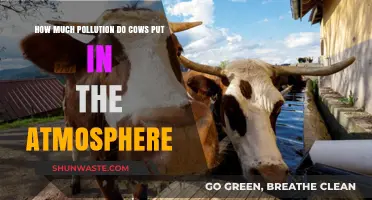 Cows and Climate Change: How Much Pollution Do They Create?