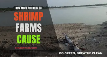 Shrimp Farms: A Green Industry or a Polluted Paradise?