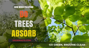 Trees: Absorbing Pollution, Saving Our Planet