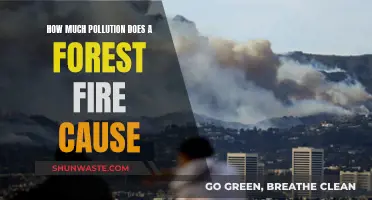 The Environmental Impact: Forest Fires and Their Pollution Legacy