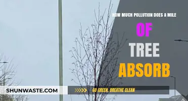 Trees Absorbing Pollution: Miles of Clean Air