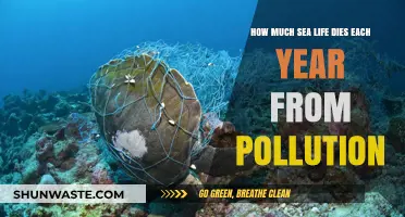 The Devastating Impact of Pollution on Sea Life