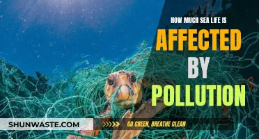 Sea Life's Pollution Battle: Understanding the Devastating Impact