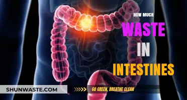 Unveiling the Hidden Waste: A Journey Through Intestinal Health