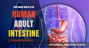 Unveiling the Hidden Waste: A Journey Through the Human Intestine